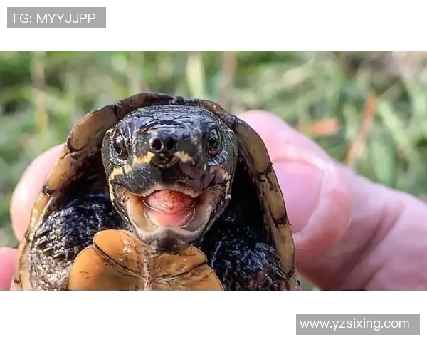 足球麝香龟的生态保护与栖息地恢复研究探索